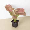 Syngonium 'Strawberry'