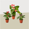 3 Anthurium Variety Pack- All Different Colors - 4" Pots