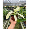 Philodendron 'Florida Ghost'