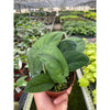 Pothos Jade Satin