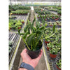 Pothos 'Shangri La'