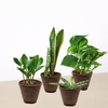 Easy Care Variety Bundle