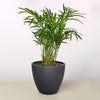 Parlor Palm