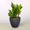 Zamioculcas Zamiifolia 'ZZ'