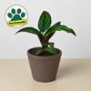 Calathea 'Beauty Star'