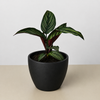 Calathea 'Beauty Star'