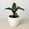 Calathea 'Beauty Star'