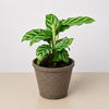 Calathea Concinna 'Freddie'