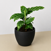 Calathea Concinna 'Freddie'