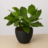 Calathea 'Musaica'