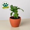Calathea 'Orbifolia'