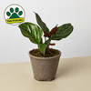 Calathea 'Ornata'