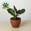 Calathea 'Ornata'