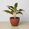 Chinese Evergreen 'Red Siam'