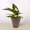 Calathea Lancifolia 'Rattlesnake'