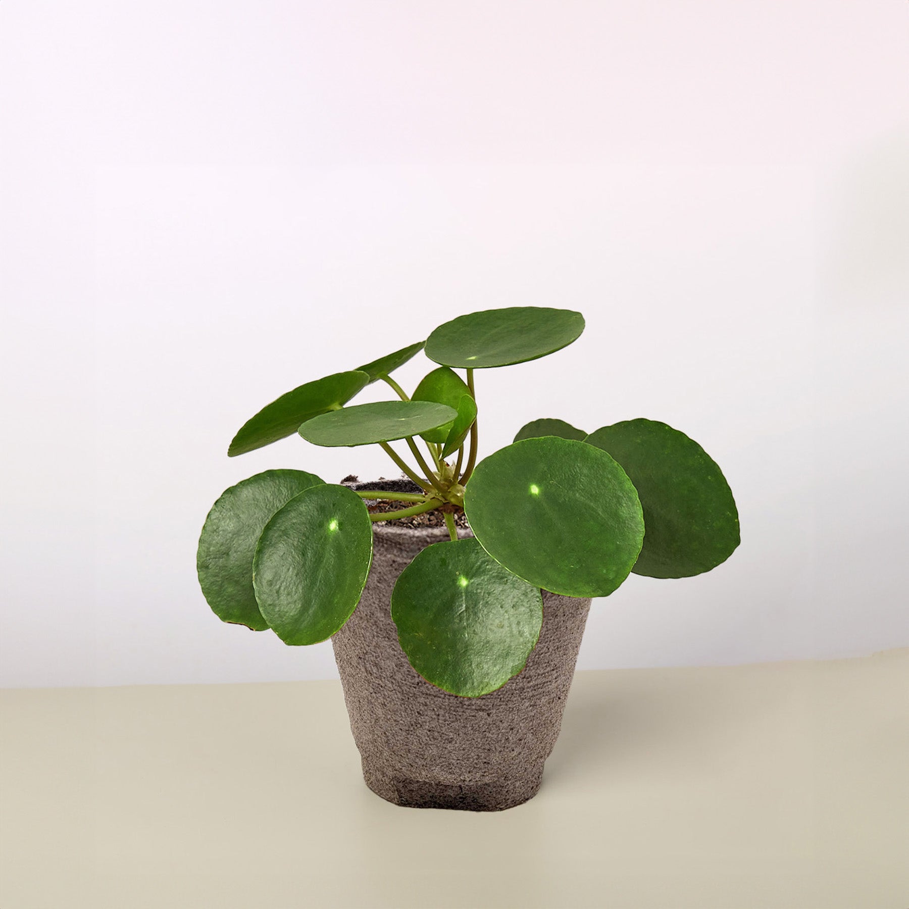 Pilea Peperomioides 'Chinese Money'