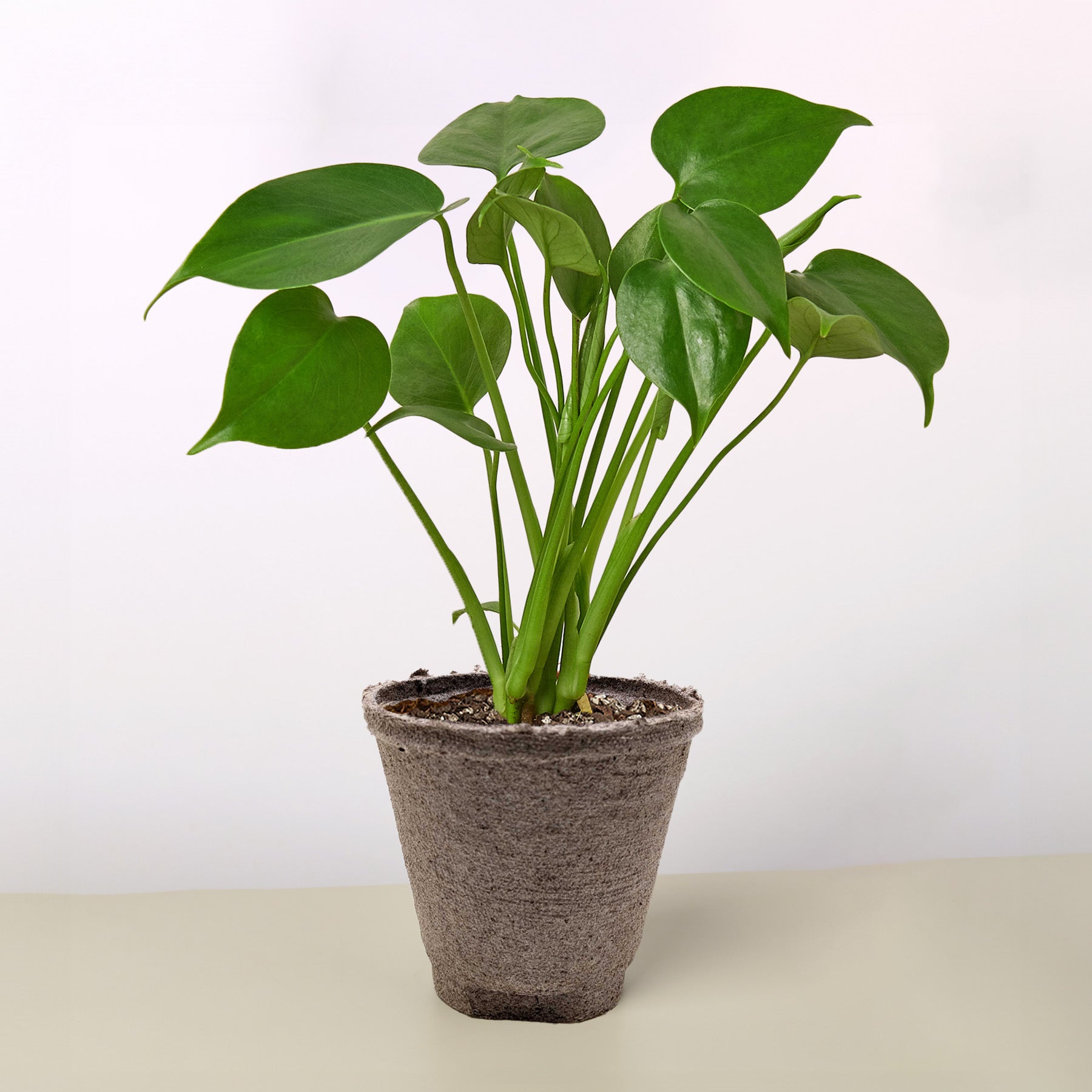 Monstera 'Split-Leaf'