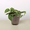 Pothos 'Satin'