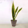 Snake Plant 'Laurentii'