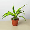 Dracaena 'Lemon Lime'