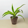Dracaena 'Lemon Lime'