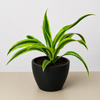 Dracaena 'Lemon Lime'