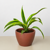 Dracaena 'Lemon Lime'