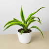 Dracaena 'Lemon Lime'
