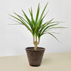 Dracaena 'Marginata Cane'