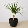 Dracaena 'Marginata Cane'