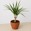 Dracaena 'Marginata Cane'