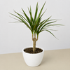 Dracaena 'Marginata Cane'