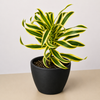 Dracaena Song of India