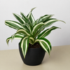 Dracaena Warneckii 'White Jewel'