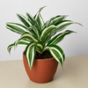 Dracaena Warneckii 'White Jewel'