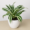 Dracaena Warneckii 'White Jewel'
