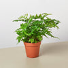 Austral Gem Fern
