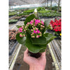 Kalanchoe Flaming Katy