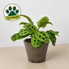 Maranta Leuconeura