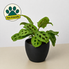 Maranta Leuconeura