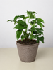 Philodendron Mini Monstera Minima