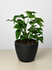 Philodendron Mini Monstera Minima