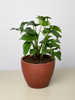Philodendron Mini Monstera Minima