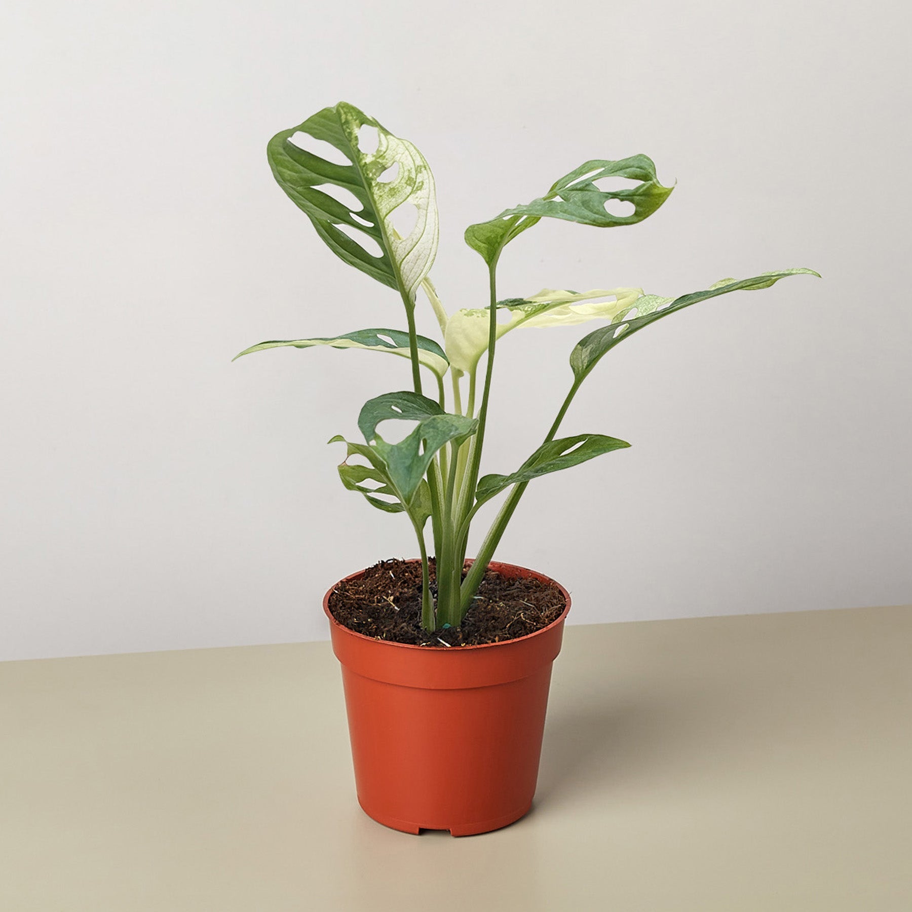 Monstera Adansonii 'Swiss Cheese Variegated'