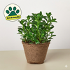 Nematanthus Candy Corn Plant 'Brazilian Firecracker'