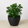 Nematanthus Candy Corn Plant 'Brazilian Firecracker'