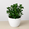 Nematanthus Candy Corn Plant 'Brazilian Firecracker'
