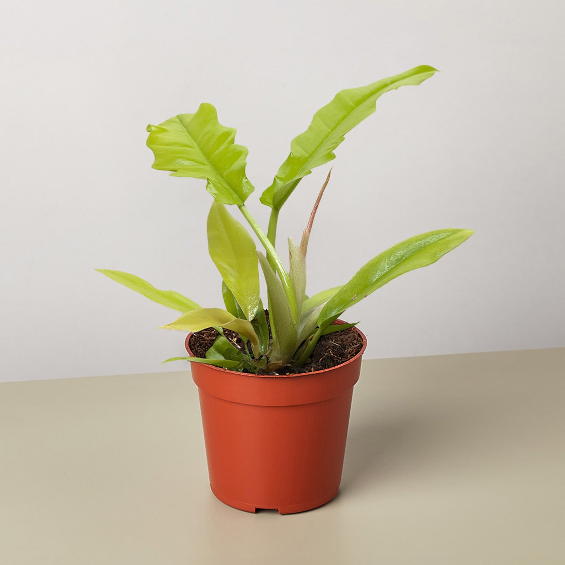 Philodendron 'Golden Crocodile'