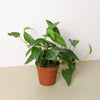 Pothos 'Cebu Blue'