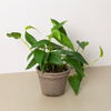 Pothos 'Cebu Blue'
